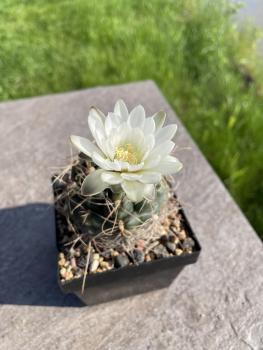 Gymnocalycium deeszianum